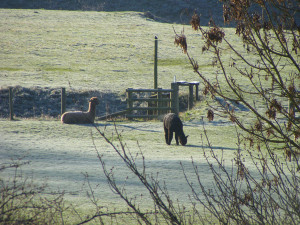 Alpacas by the Moat