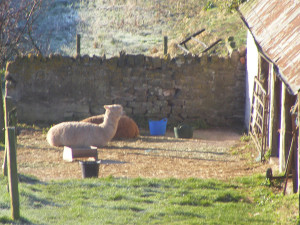 Alpacas by the Bothy